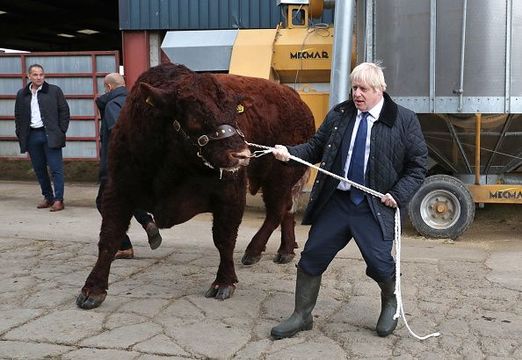 British Prime Minister Boris Johnson leads a bull around a pen as he visits Darnford Farm in Banchory near Aberdeen on September 6, 2019 in Aberdeen, Scotland. The Prime Minister travelled to Aberdeenshire visiting Peterhead fish market and a farm to coincide with the publication of Lord Bew’s Review and the announcement of additional funding for Scottish farmers. He is expected to stay overnight at Balmoral with the Queen. (Photo by Andrew Milligan - WPA Pool/Getty Images)